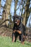 ROTTWEILER 612